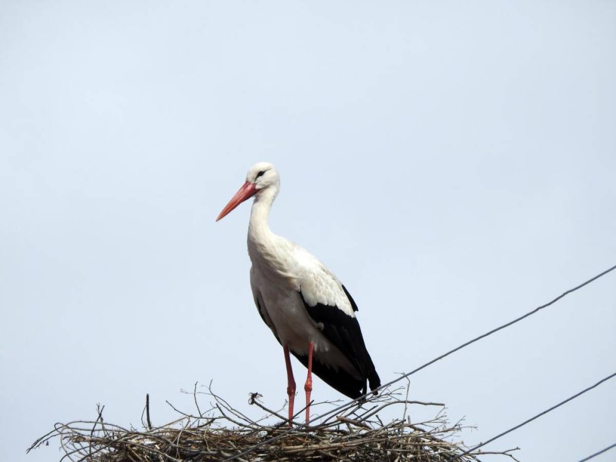 Baharın müjdecisi leylekler, kısmen karla kaplı Ardahan'a gelmeye başladı