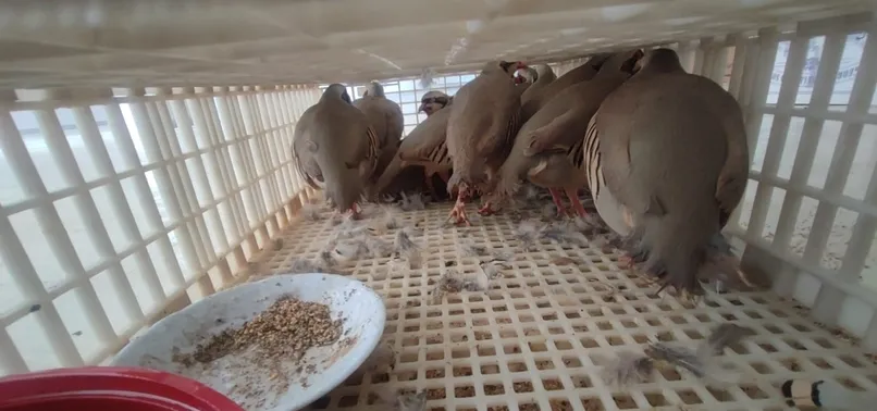 38 Keklik Siirt Yolunda Doğaya Salındı