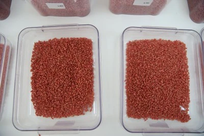 Siirt’in Tohumları Adıyaman’da Sertifikalandırılıyor