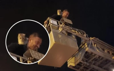 Ağa&ccedil;ta Mahsur Kalan Kedi İtfaiye Tarafından Kurtarıldı