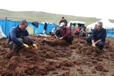 Ağrı yaylalarında binlerce küçükbaş el birliğiyle kırkılıyor