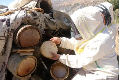 Ailesiyle yalnız yaşadığı köyde yılda 2,5 ton bal üretiyor