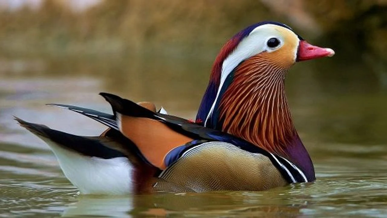 Angut Nedir? Neden Hakaret Sayılıyor? Gerçekten Aptal mı? Yoksa Sadık Bir Ebeveyn mi?