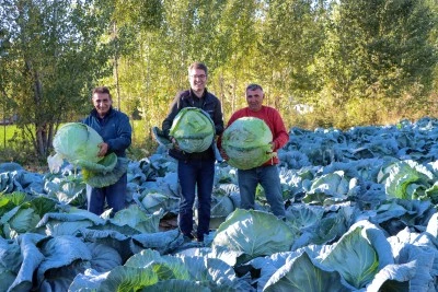 Ata tohumuyla yetiştirilen &quot;Erciş lahanası&quot;nın hasadı başladı