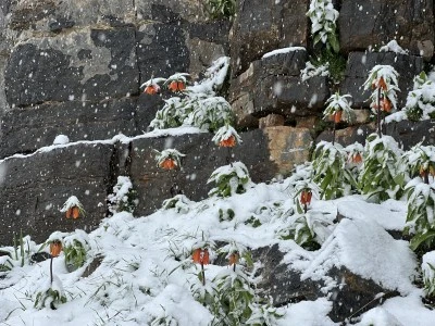 Baharda açan ters laleler kar yağışıyla muhteşem görüntüler oluşturdu