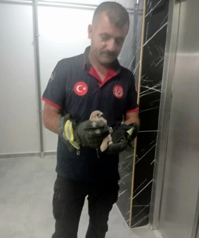 Batman'da balkon korkuluğuna sıkışan atmaca kurtarıldı
