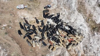 Batman'da besiciler kavurucu sıcaklarda hayvanların su ihtiyacını sarnıçlardan karşılıyor