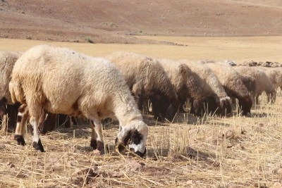 Batman'da hasat edilen buğday ve arpa tarlaları hayvanlar için otlanma alanına dönüşüyor