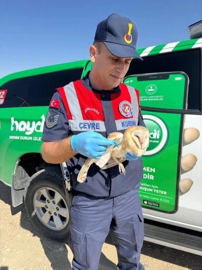 Batman'da jandarmanın yaralı halde bulduğu peçeli baykuş tedaviye alındı