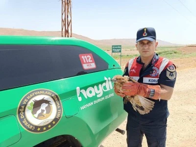 Batman'da jandarmanın yaralı halde bulduğu şahin tedaviye alındı