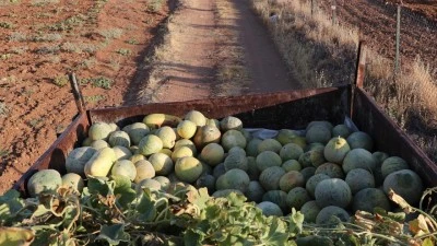 Batman'da kavun hasadı sürüyor