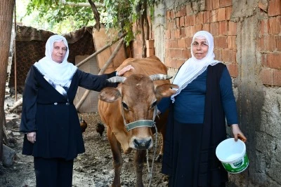 Batman'da mahalle sakinleri ineği ölen kadına destek için seferber oldu