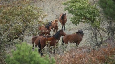 Batman'da silahla öldürülmüş 7 yılkı atı bulundu