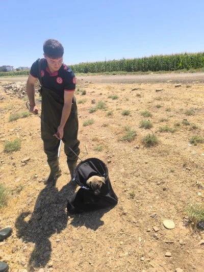 Batman'da sulama kanalına düşen köpek yavrusu kurtarıldı