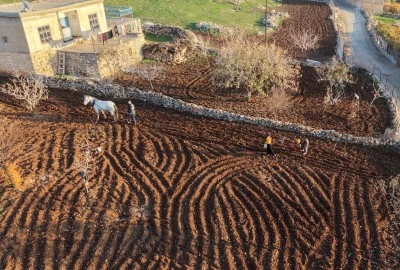 Batman'da tescilli mehina sarımsağının ekimine başlandı