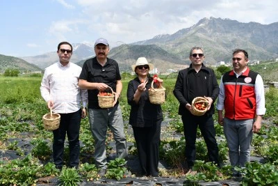 Batman'da tescilli Sason &ccedil;ileğinin hasadına başlandı