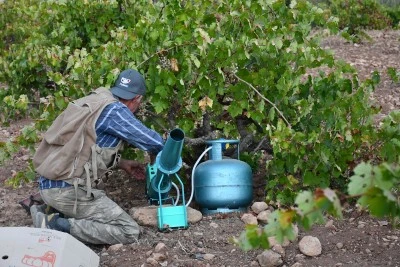 Batman'da üreticiler ürünlerini domuzlardan korumak için nöbette