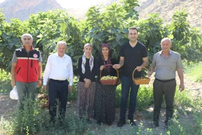 Batman'da üretimi yapılan Benati incirinde hasat başladı