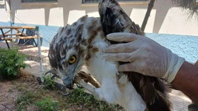 Batman'da yaralı bulunan kartal tedavi altına alındı