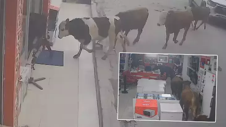 Batman Kozluk&rsquo;ta sahibinden ka&ccedil;an ineklerin bir iş yerine girmesi kamerada