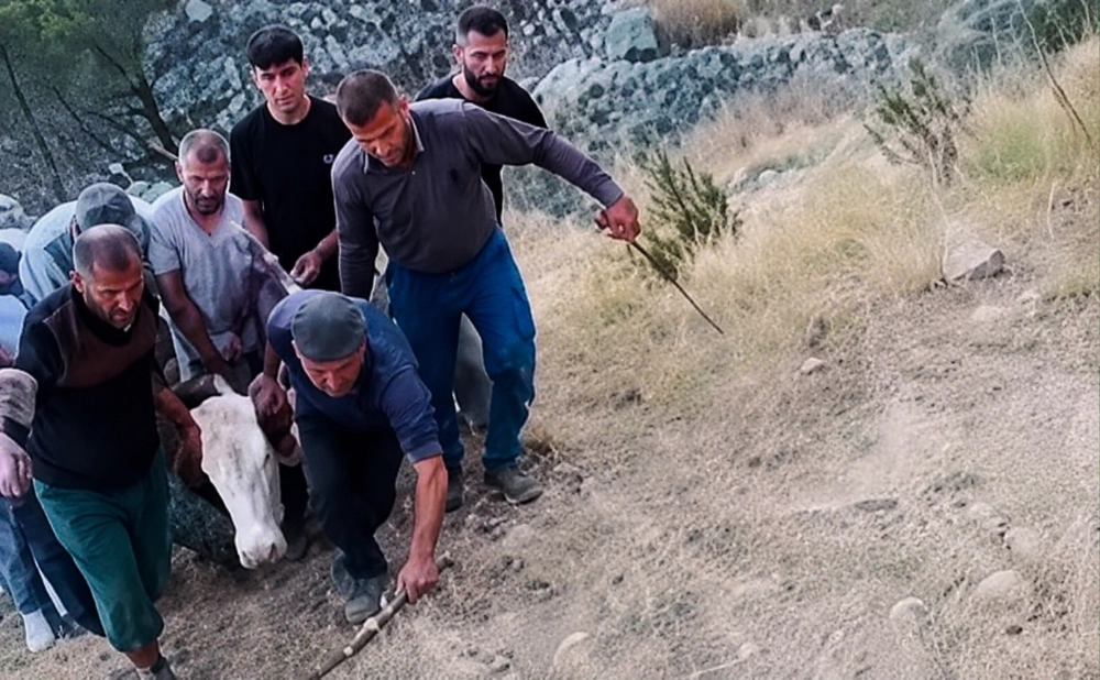 Baykan&rsquo;da Dağlık Alanda Mahsur Kalan B&uuml;y&uuml;kbaş Hayvan Kurtarıldı
