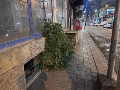 Betonu Aşıp B&uuml;y&uuml;d&uuml; G&ouml;renleri Şaşkına &Ccedil;evirdi