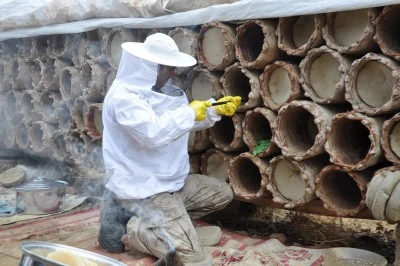 Bitlis'in yüksek rakımlı yaylalarında kara kovan balı hasadı sürüyor