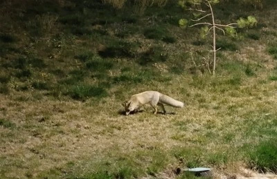 Bitlis'te aç kalan tilki yerleşim yerine indi