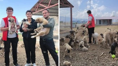 Bitlis’te Can Dostlar İçin Mama ve Su Desteği