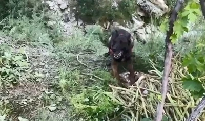 Bitlis'te dere kenarında otların arasına gizlenmiş 18 kilogram esrar bulundu