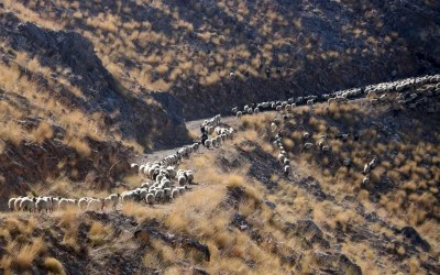 Bitlis'te göçerler havanın soğumasıyla dönüş yolculuğuna başladı
