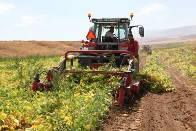 Bitlis'te kuru fasulye hasadına başlandı