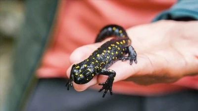 Bitlis'te nesli tehdit altındaki sarı benekli semenderler görüldü