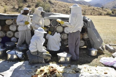 Bitlis'teki yaylalarda üretilen karakovan balının hasadına başlandı