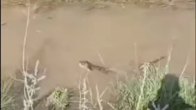 Biyoçeşitliliğin Nadir Üyesi Kurtalan’da Görüntülendi