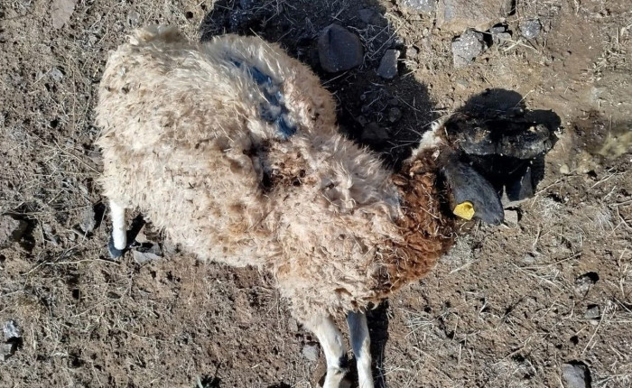 Çakallar 5 koyunu telef etti