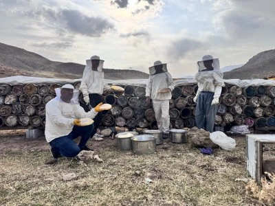 Çemikare Yaylası'nda kış öncesi yılın son kara kovan balı hasadı yapılıyor