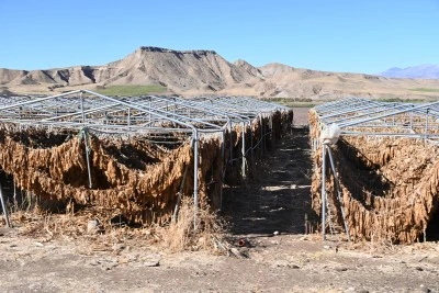 Çiftçiler Tütünde Hasadı Bitirdi