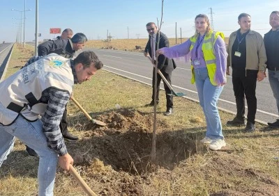 Cizre'de havalimanı yoluna fidan dikildi