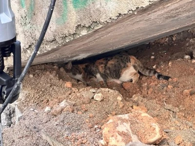 Cizre'de merdiven altına sıkışan kedi yavrusunu itfaiye kurtardı