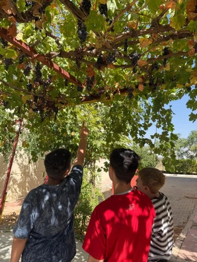 Çocuk Evleri Sitesi’nde üzüm ve nar hasadı
