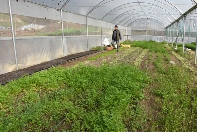 Devlet desteğiyle kurduğu sera sayesinde 7 kişilik ailesine bakıyor