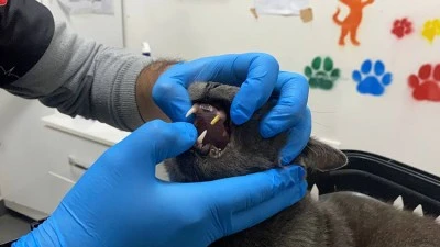 Dişi kırılan kediye, altın diş takıldı