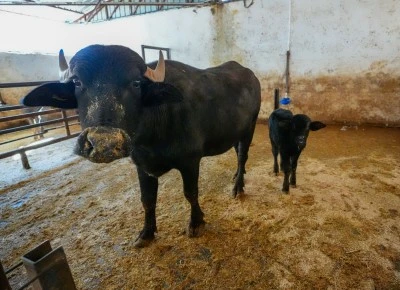 Diyarbakır'da embriyo transferiyle doğan manda &quot;Dicle&quot; anne oldu