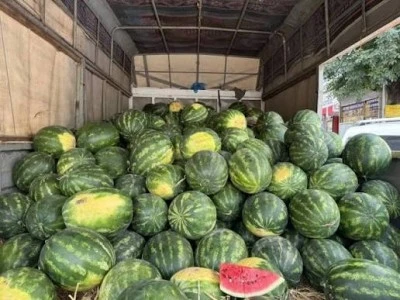 Diyarbakır'da Hasat Başladı, Siirt'te Fiyatlar D&uuml;şecek