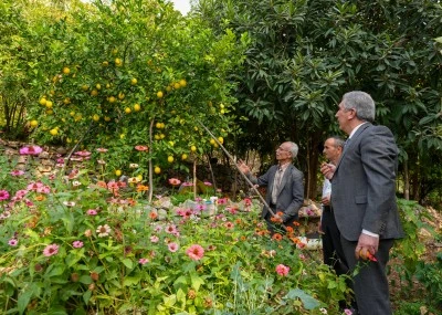 Diyarbakır'da &quot;ya tutarsa&quot; diye dikilen narenciye ağaçları meyve verdi