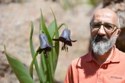 Doğa y&uuml;r&uuml;y&uuml;ş&uuml;nde keşfedildi, "Sason Lalesi" olarak literat&uuml;re girdi