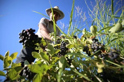 Emekli emniyet müdürü, kanserden kaybettiği eşi için temin edemediği aronyanın üretimini yapıyor