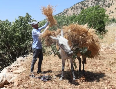 Engebeli Arazilerde Orakla Bi&ccedil;ilen Buğday Katırlarla Harmana Taşınıyor