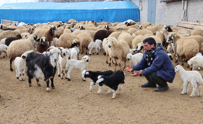 Erzincan'da besiciler kuzu doğumları için ağılda nöbet tutuyor